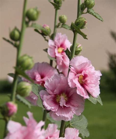 蜀葵花語|蜀葵花语与象征意义（揭秘蜀葵花的传奇之美）